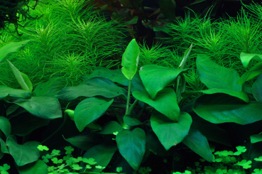 Anubias barteri nana - Zwergspeerblatt 1-2-Grow!